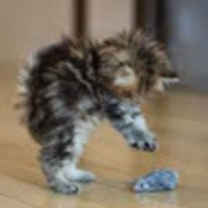 Meet your Posher, Kaisa